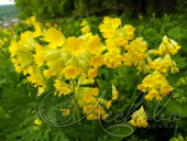 Примула весенняя (Primula veris)