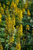 Бузульник узкоголовый (Ligularia stenocephala `The Rocket`)