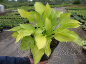 Хоста гибридная (Hosta х hybrium `Gold Standard`)