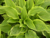 Хоста гибридная (Hosta х hybrium `Golden Tiara`)