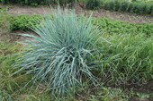 Элимус песчаный (Elymus arenarius)