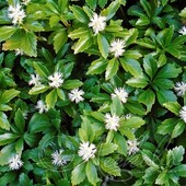 Пахизандра верхушечная (Pachysandra terminalis `Green Carpet`)