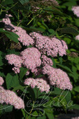 Спирея Фришиана (Spiraea fritschiana 'Pink Parasols`)