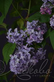 Сирень обыкновенная (Syringa vulgaris `Надежда`)