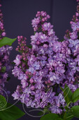 Сирень обыкновенная (Syringa vulgaris `Олимпиада Колесникова`)