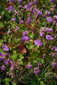 Герань кантабрийская (Geranium cantabrigense `Cambridge`)