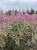 Физостегия виргинская (Physostegia virginiana `Variegata`)