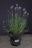 Лаванда узколистная (Lavandula angustifolia)