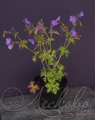 Герань гибридная (Geranium x hibridum `Johnson`s Blue`)