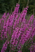 Дербенник иволистный (Lythrum salicaria `Rote Hybriden`)