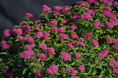 Спирея японская (Spiraea japonica `Superstar`)