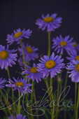 Астра альпийская (Aster alpinus `Blue`)