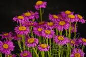 Астра альпийская (Aster alpinus `Happy End`)