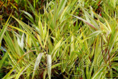 Фалярис тростниковый (Phalaris arundinacea `Luteopicta`)