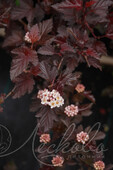 Пузыреплодник калинолистный (Physocarpus opulifolius `Andre`)