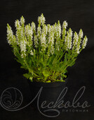 Шалфей дубравный (Salvia nemorosa `Schneehugel`)