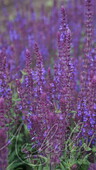 Шалфей дубравный (Salvia nemorosa `BlauKonigin`)