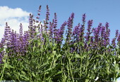Шалфей дубравный (Salvia nemorosa `Viola Klose`)