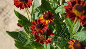 Гелениум осенний (Helenium autumnale `Hot Lava`)