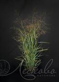 Просо прутьевидное (Panicum virgatum `Prairie Sky`)