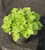 Гейхера гибридная (Heuchera × hybrida `Knock Out`)