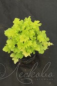 Гейхера гибридная (Heuchera × hybrida `Lime Marmalade`)