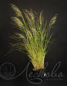 Луговик дернистый (Deschampsia cespitosa `Goldtau`)