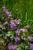 Герань кантабрийская (Geranium cantabrigense `Karmina`)