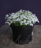 Флокс Дугласа (Phlox douglasii `White Admiral`)