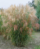 Мискантус китайский (Miscanthus sinensis `Morning Light`)