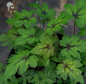 Тиарелла сердцелистная (Tiarella cordifolia `Jeepers Creepers`)