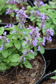 Котовник Фассена (Nepeta faassenii `Light Blue`)