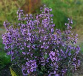 Душевик котовниковый (Calamintha nepeta)