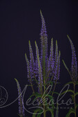 Вероника длиннолистная (Veronica longifolia `Blue Tone`)