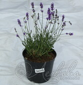 Лаванда узколистная (Lavandula angustifolia `Dwarf Blue`)