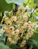 Смородина белая (Ribes rubrum 'Witte Hollander`)