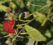 Малина ремонтантная (Rubus idaeus `Изобильная Казакова`)