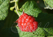 Малина ремонтантная (Rubus idaeus `Носорог`)