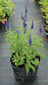 Вероника колосковая (Veronica spicata `Blue Bouket`)
