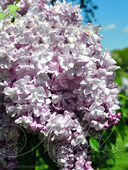 Сирень обыкновенная (Syringa vulgaris `Генерал Першинг`)