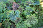 Гейхера гибридная (Heuchera × hybrida `Marvelous Marble`)