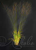 Молиния тростниковая (Molinia arundinacea `Skyracer`)