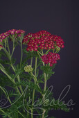 Тысячелистник обыкновенный (Achillea millefolium `Red Shades`)