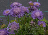 Скабиоза японская (Scabioza japonica `Ritz Blue`)