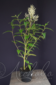 Горец изменчивый (Persicaria polymorpha)