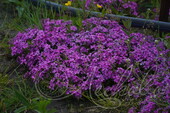 Флокс шиловидный (Phlox subulata `McDaniel's`)