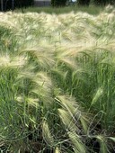 Ячмень гривастый (Hordeum jubatum)