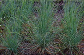 Овсяница сизая (Festuca glauca `Festina`)