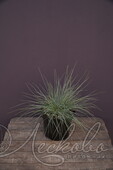 Овсяница сизая (Festuca glauca `Freddy`)