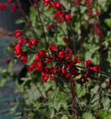 Гейхера кроваво-красная (Heuchera sanguinea `Coral Forest`)